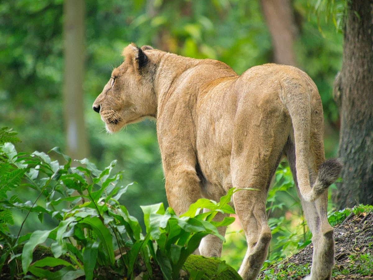 jungle animaux