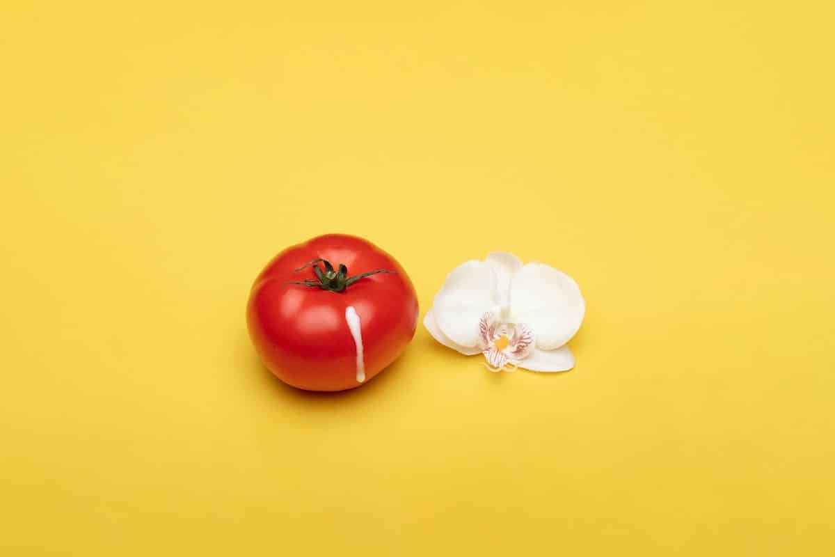 fleur tomate