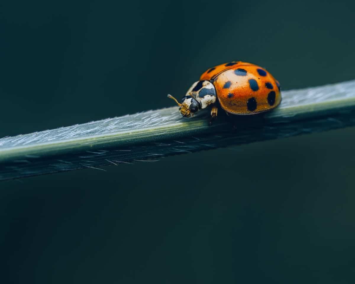 coccinelle asiatique