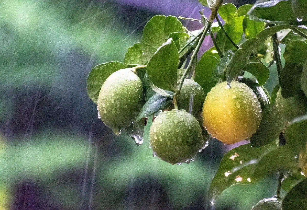 du citronnier quelles quantité d'eau et fréquence