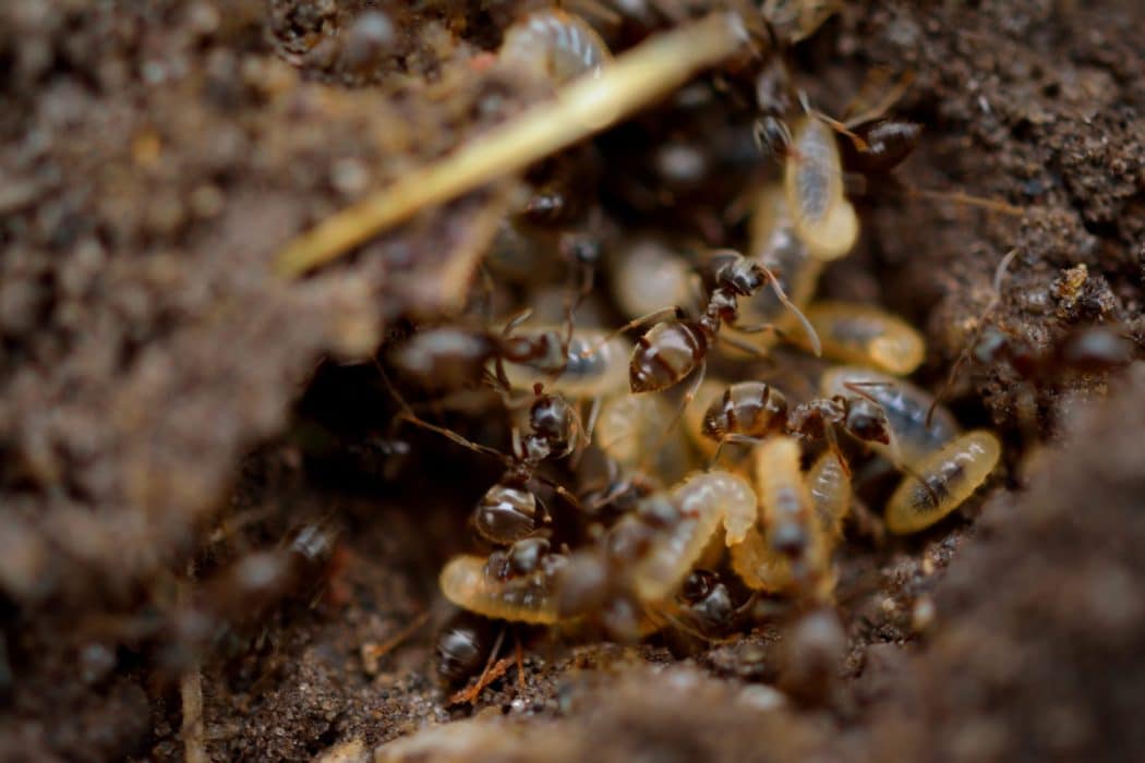 Termites volants des fourmis volantes ? Immo & Habitat