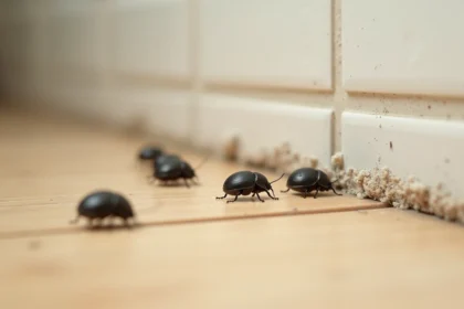 Gros plan de petits insectes noirs ronds sur un plancher de cuisine en bois clair près d'une plinthe